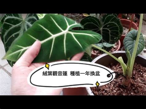 觀音蓮 分株|【絨葉觀音蓮分株】絨葉觀音蓮必學分株大全！手把手。